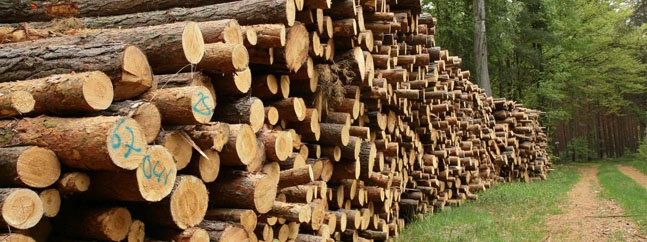Cuantos Árboles se Requiere para Crear una Tonelada de Papel