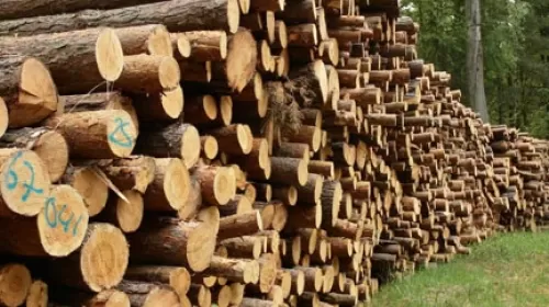 Cuantos Árboles se Requieren para Crear una Tonelada de Papel