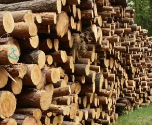 Cuantos Árboles se Requieren para Crear una Tonelada de Papel